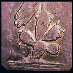 Tallavas image 9