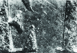 20 varieties image 1