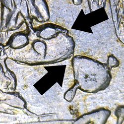 Taxco counterfeit 50c Image 12