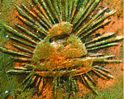 Doll image 8