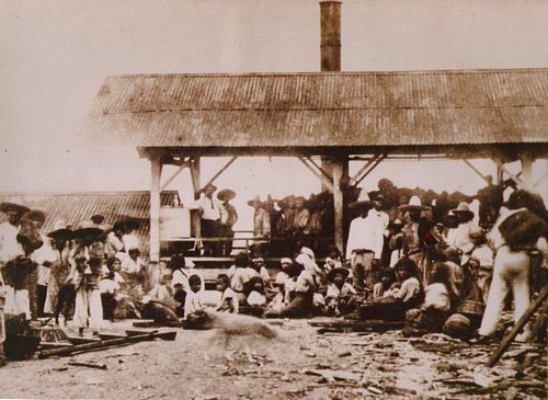 Finca Hamburgo 1906