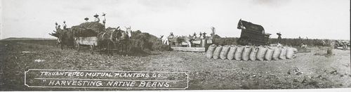 Tehuantepec Planters