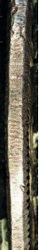 Keech SUD image 18a